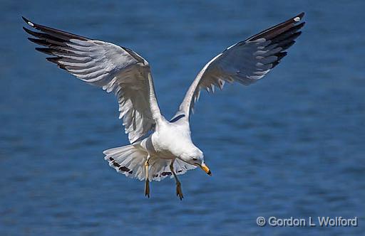 Gull In Flight_25098.jpg - Ring-billed Gull (Larus delawarensis) photographed at Ottawa, Ontario, Canada.